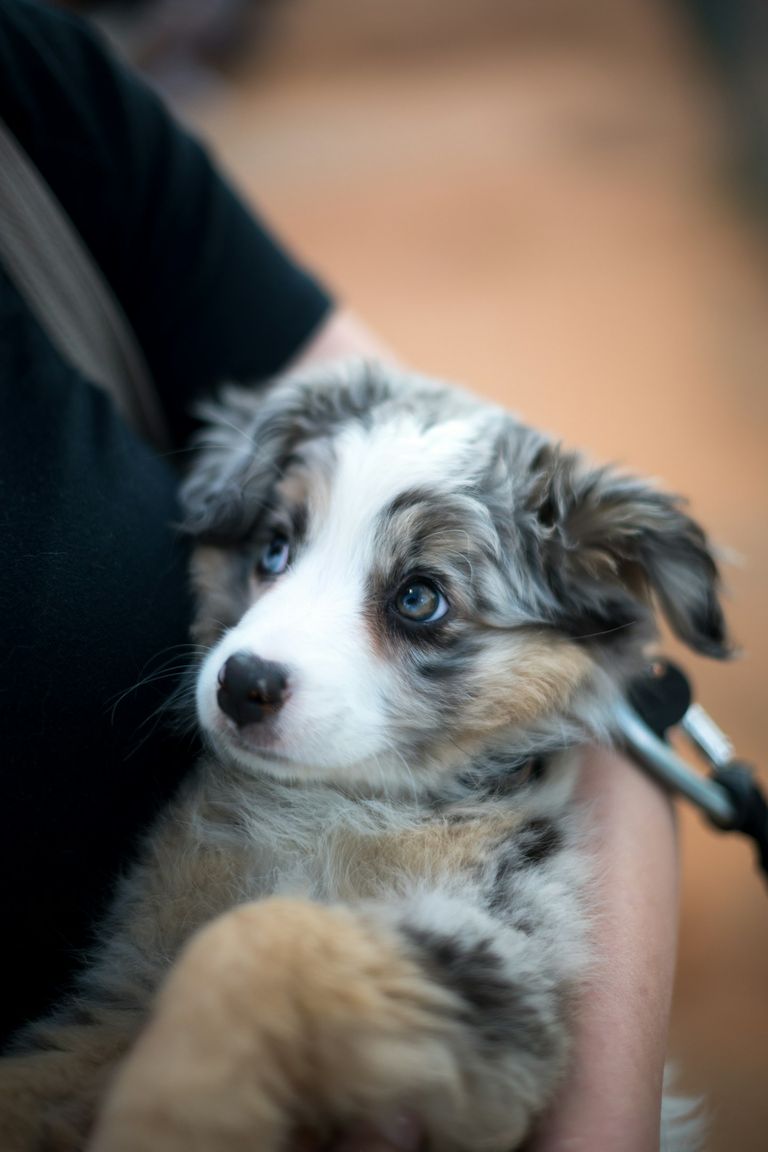 Hunde-OP-Versicherung ohne Wartezeit