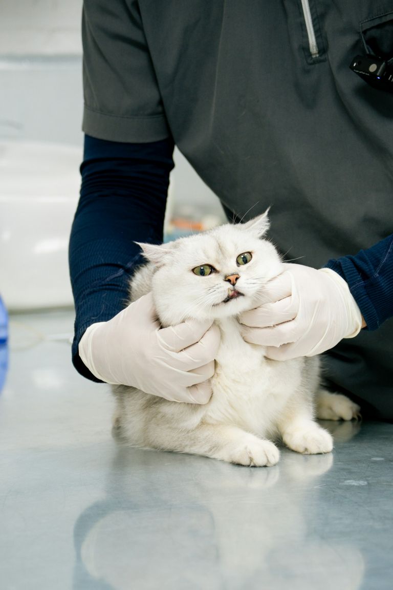Tierarztkosten Katze