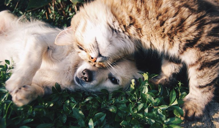 Katzen in der Natur — Notfälle erkennen