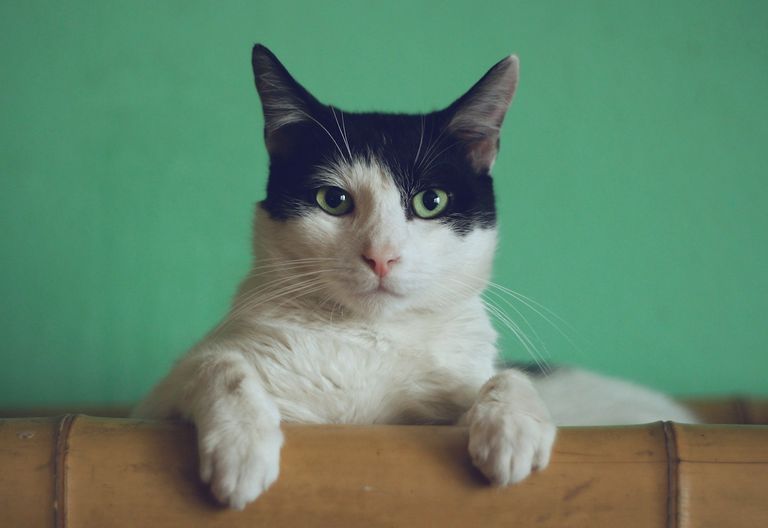 Katze mit aufmerksamen Augen — Katzenversicherung Vergleich