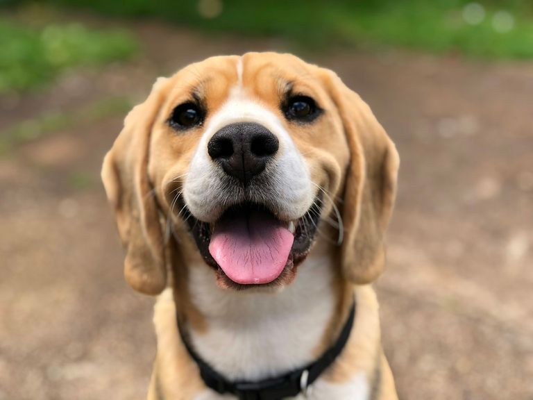 Freundlicher Hund — Hundeversicherung und Tierkrankenversicherung