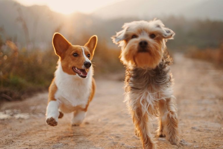 Zwei Hunde laufen über eine Wiese — Hundekrankenversicherung