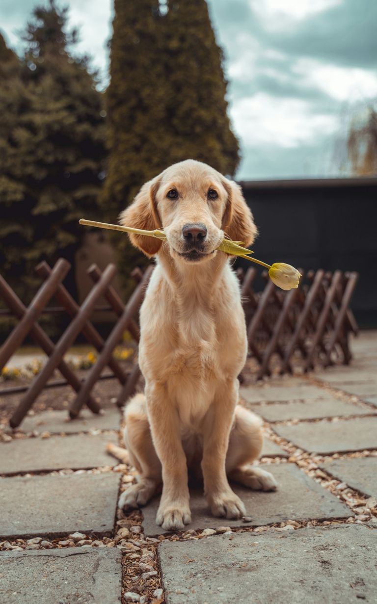Hund beim Tierarztbesuch