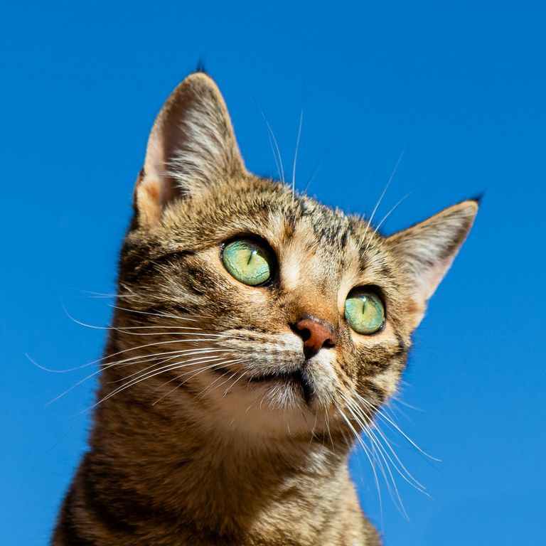 Katze schaut nachdenklich