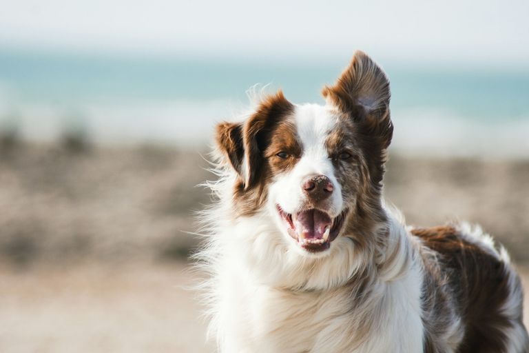 Hund wird liebevoll gestreichelt — Tierkrankenversicherung Vergleich 2026