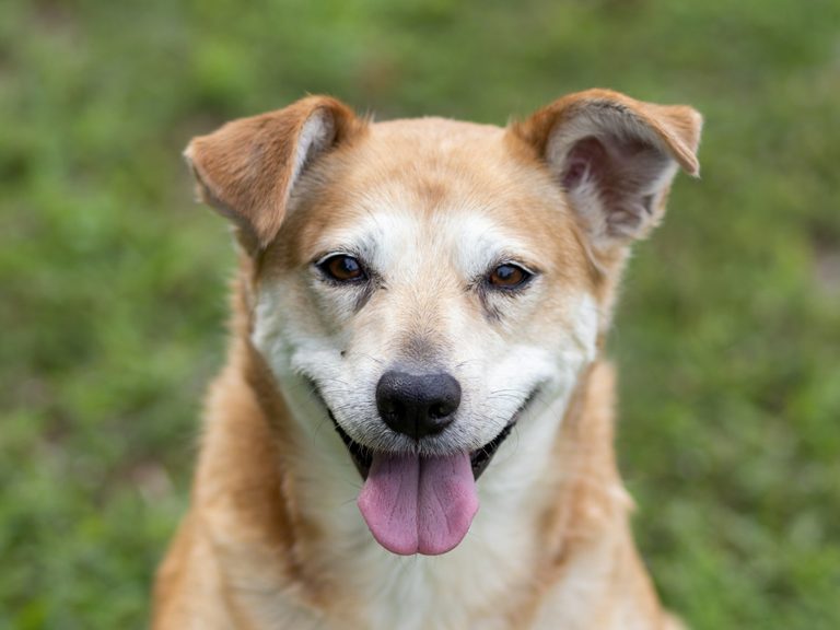 Hundekrankenversicherung Erfahrungen